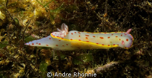 nudi... by Andre Rhonnie 